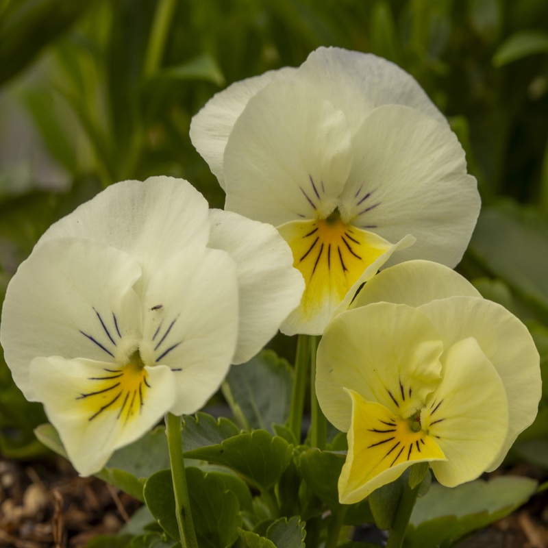 Pansy Freefall Cream|1 Established 9cm Plant|3 Established 9cm Plant