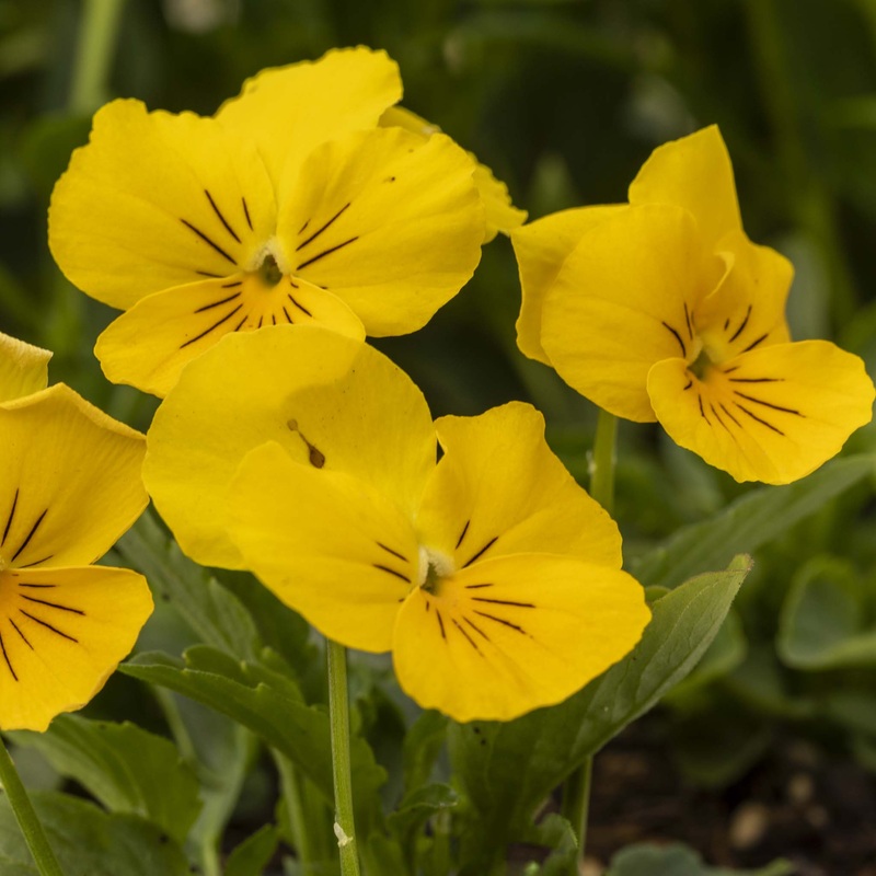Pansy Freefall Golden Yellow|1 Established 9cm Plant