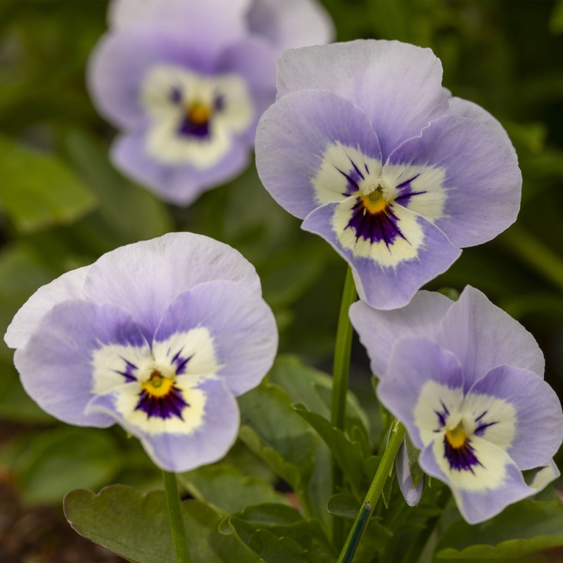Pansy Freefall Marina|3 Established 9cm Plants|1 Established 9cm Plant
