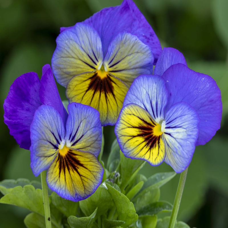 Pansy Freefall Morpho|3 Established 9cm Plants|1 Established 9cm Plant