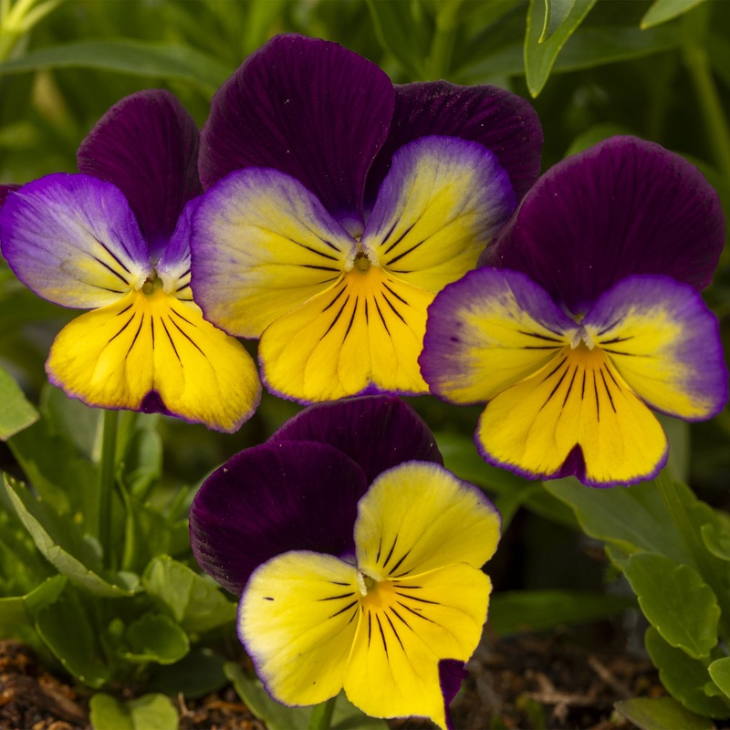 Pansy Freefall Sundown|3 Established 9cm Plants|1 Established 9cm Plant