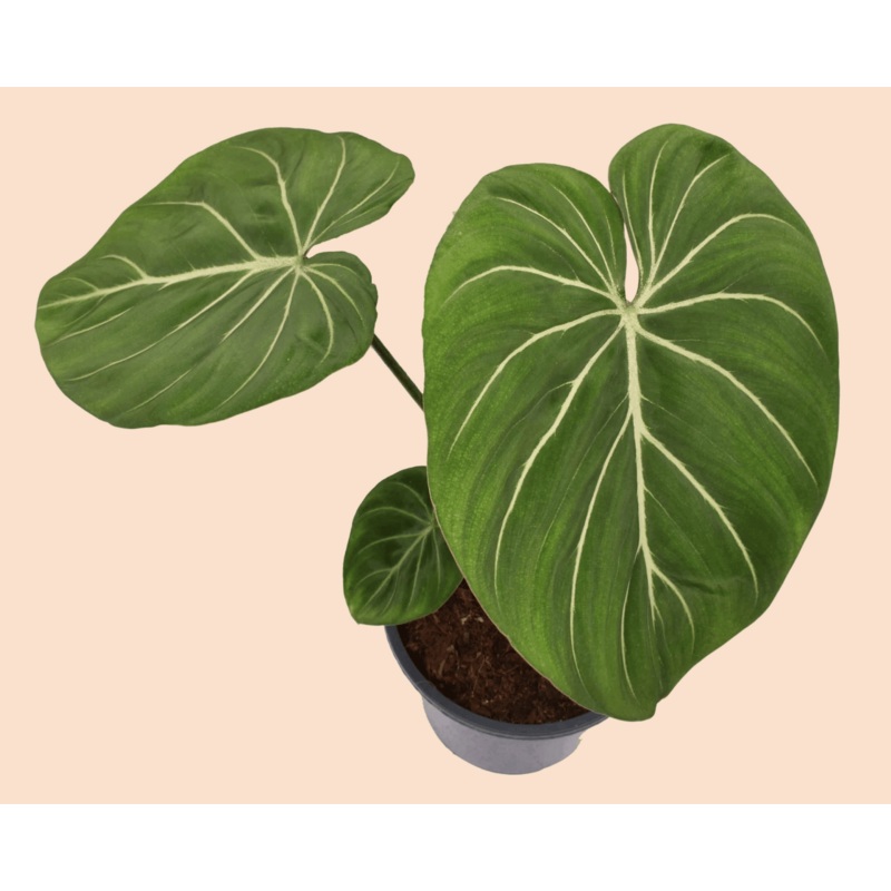 Philodendron Gloriosum Zebra by Plant Circle  Large, Approx. 50.0cm height by Plant Circle  19.0cm Pot
