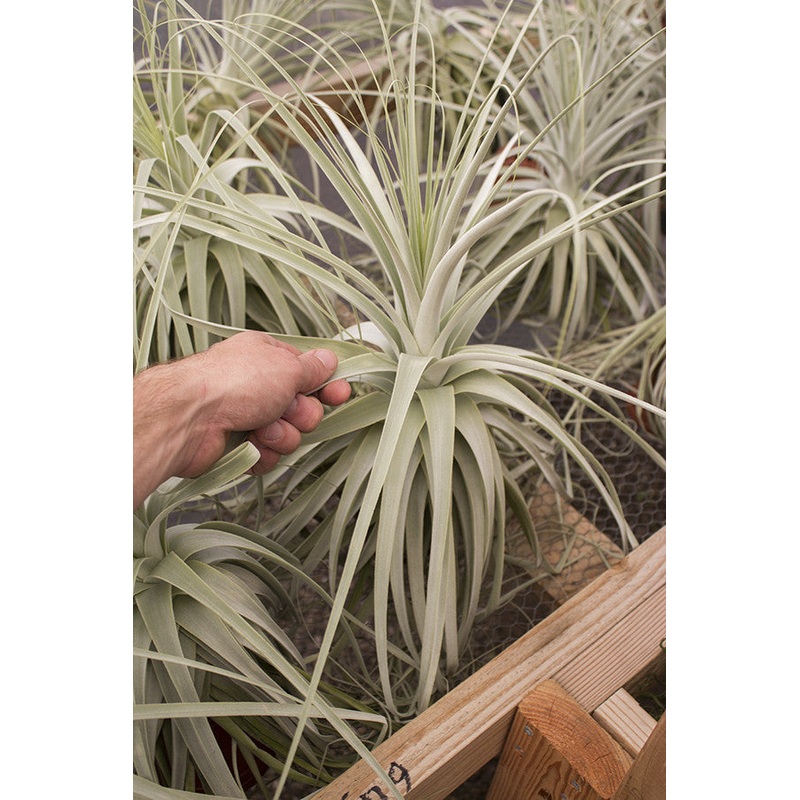 Straminea Thin Leaf|Small (8-10″)|Large (-12″)