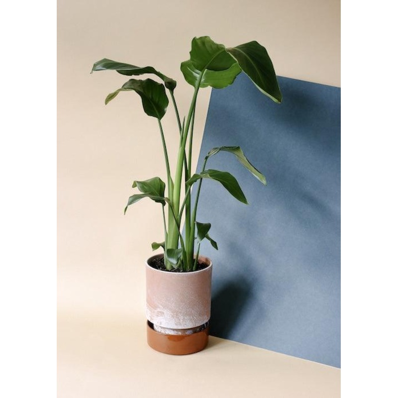 Strelitzia Nicolai L by Plant Circle  XL, Approx. 100.0cm height by Plant Circle  24.0cm Pot