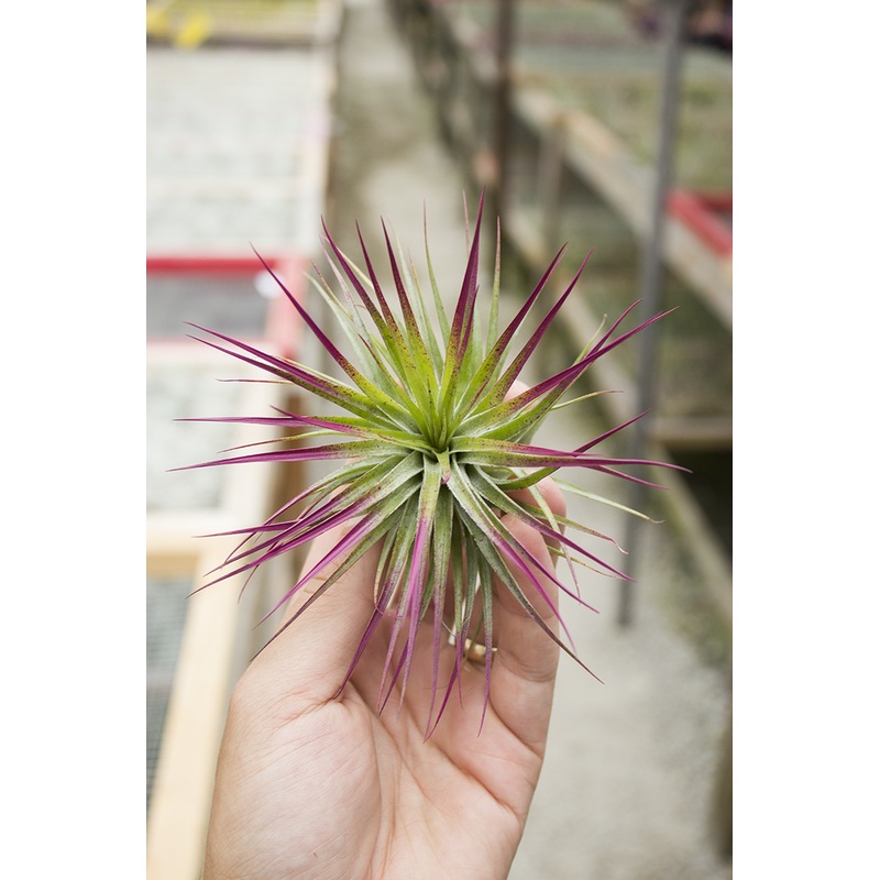 Stricta Compact Magenta (Enhanced)