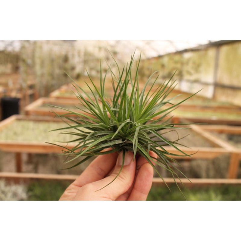 Stricta Green Clump