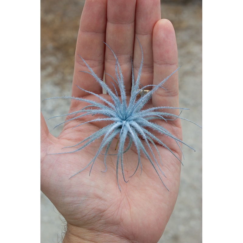 Tectorum Blue (Infused)|3″