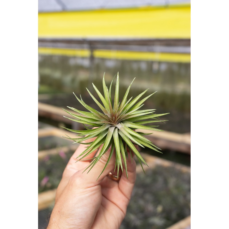 Tenuifolia Compact