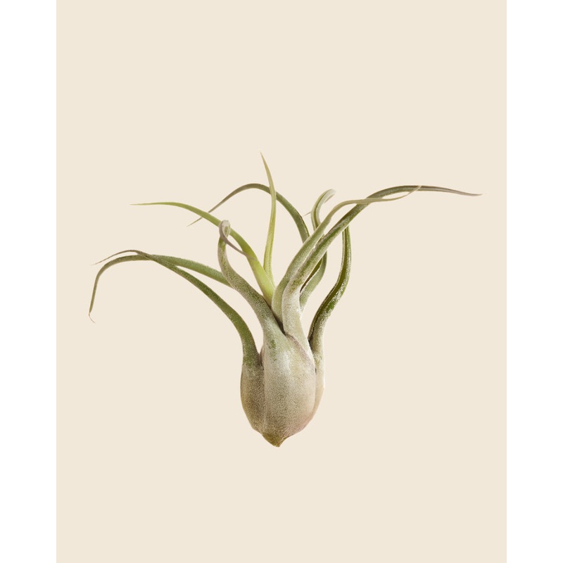 Tillandsia ‘Caput Medusa’