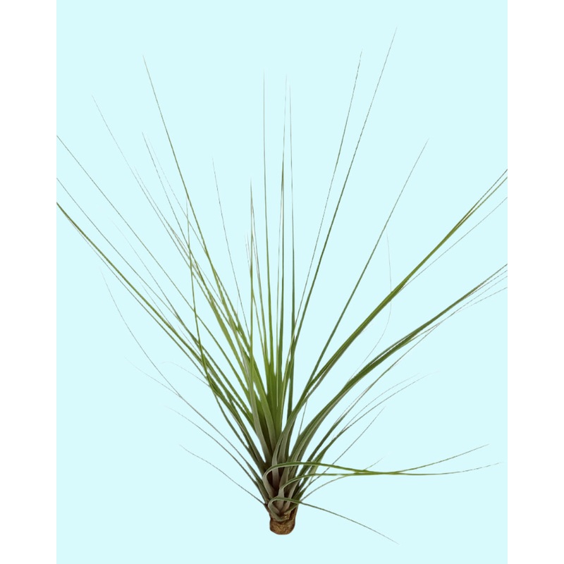 Tillandsia ‘Spike’