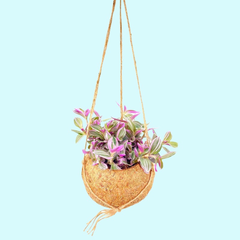 Tradescantia ‘ Sweetness’ (fluminensis x Andreana) in Hanging Kokodama
