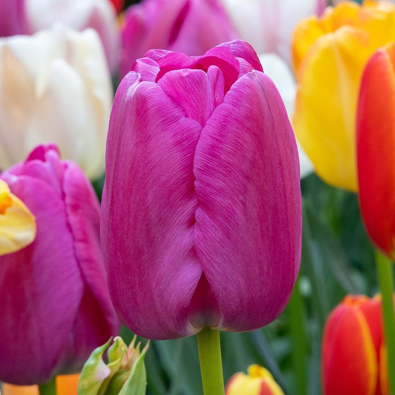 Tulip Darwin Purple Pride|7 Bulbs|14 Bulbs