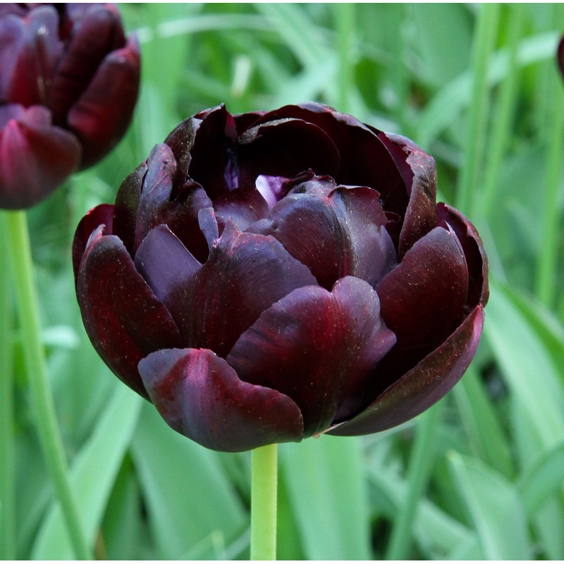 Tulip Double Late Black Hero|7 Bulbs|14 Bulbs