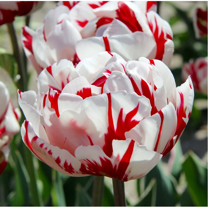 Tulip Double Late Carnaval de Nice
