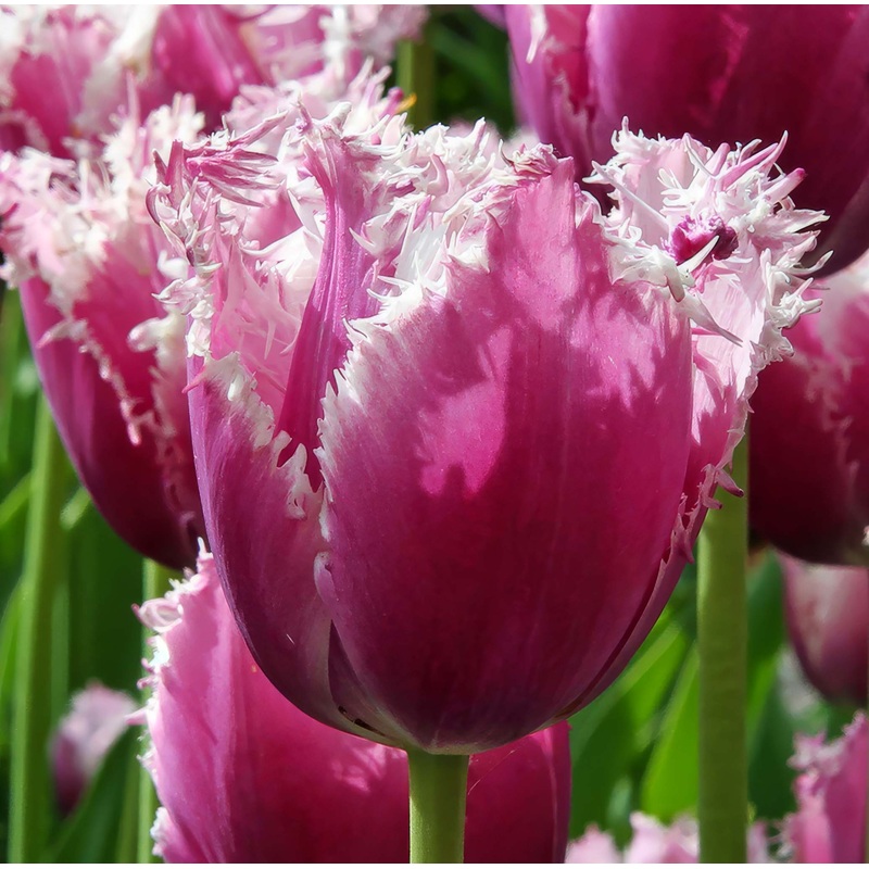 Tulip Fringed Cummins|7 Bulbs|14 Bulbs