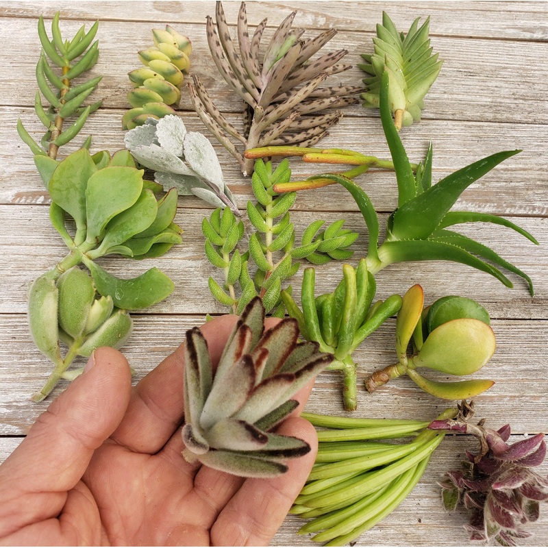 20 Assorted Succulent Cuttings