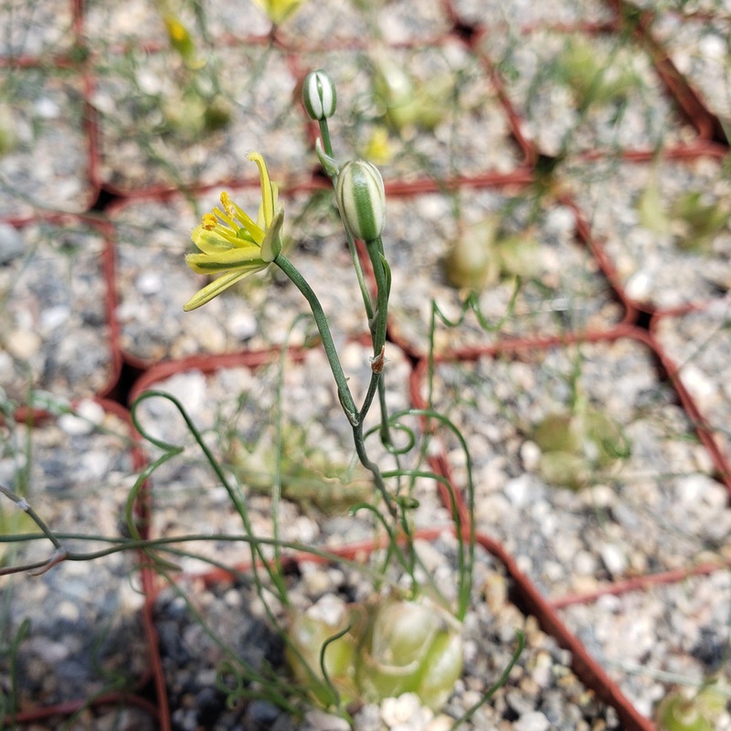 Albuca osmynella|4″ Pot