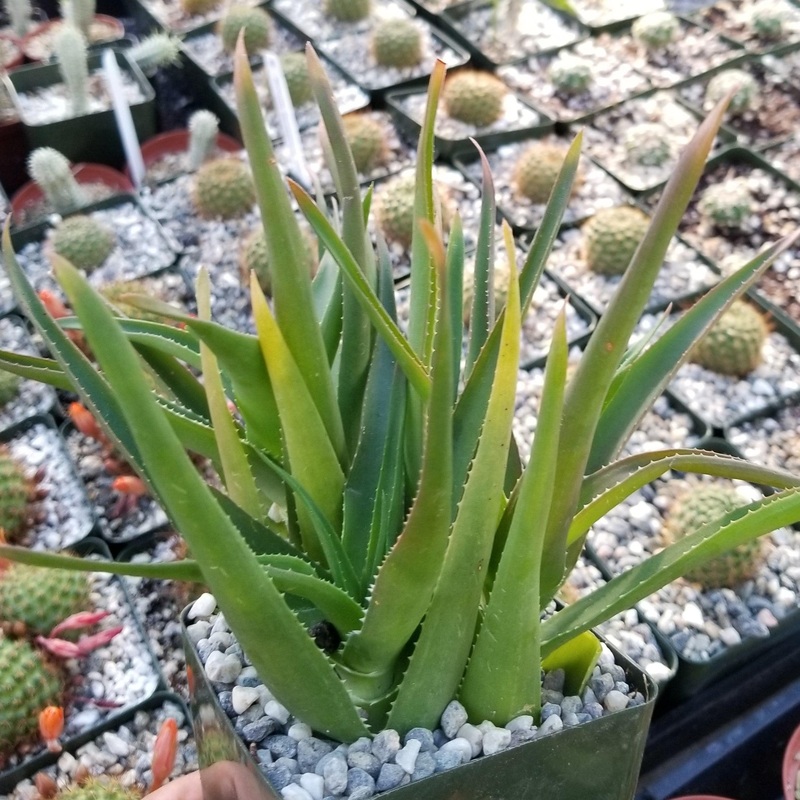 Aloe ciliaris cutting