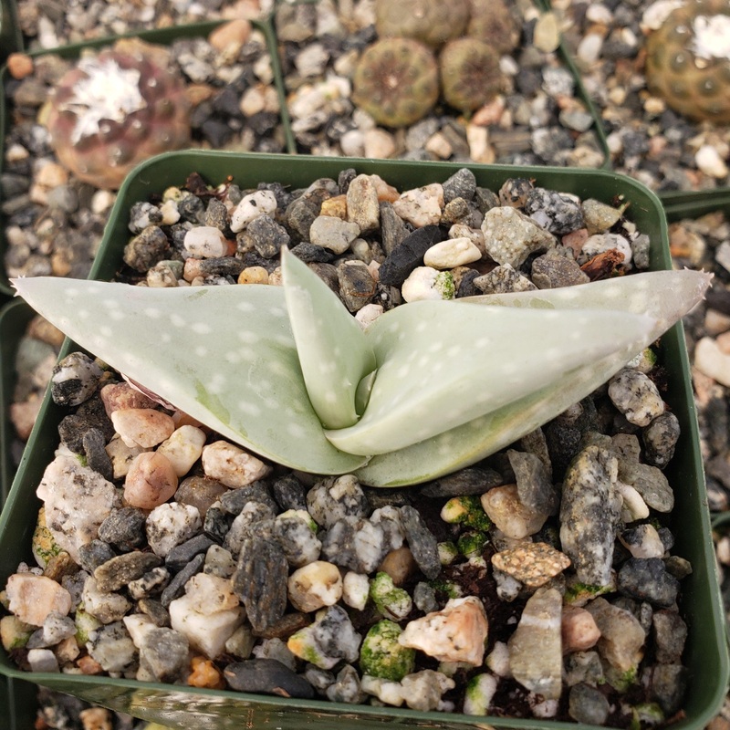 Aloe dhufarensis|4″ Pot
