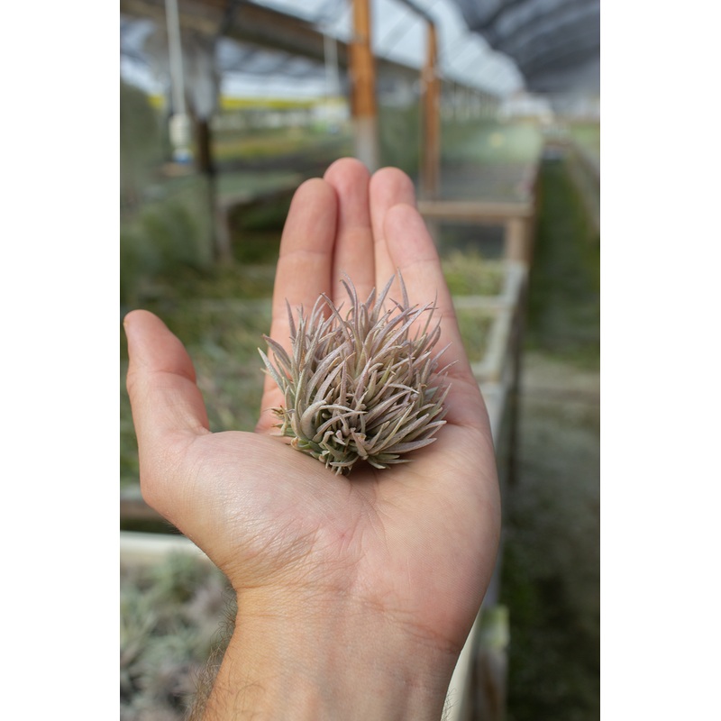 Capitata Mauve Ball Small