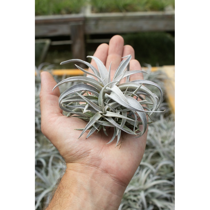 Chiapensis Clump
