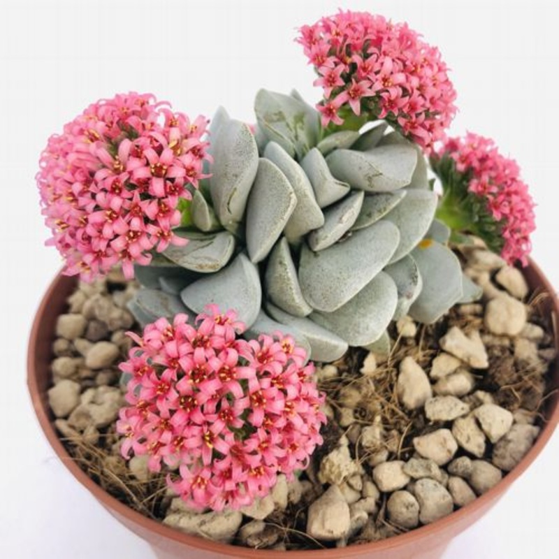 Crassula Morgans Beauty|4″ Pot