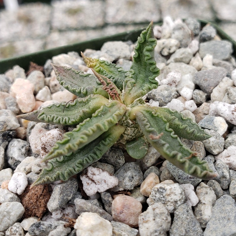 Euphorbia tulearensis|2.5″ Pot
