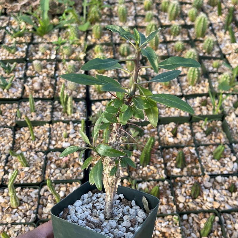 Fouquieria diguetii|4″ Pot