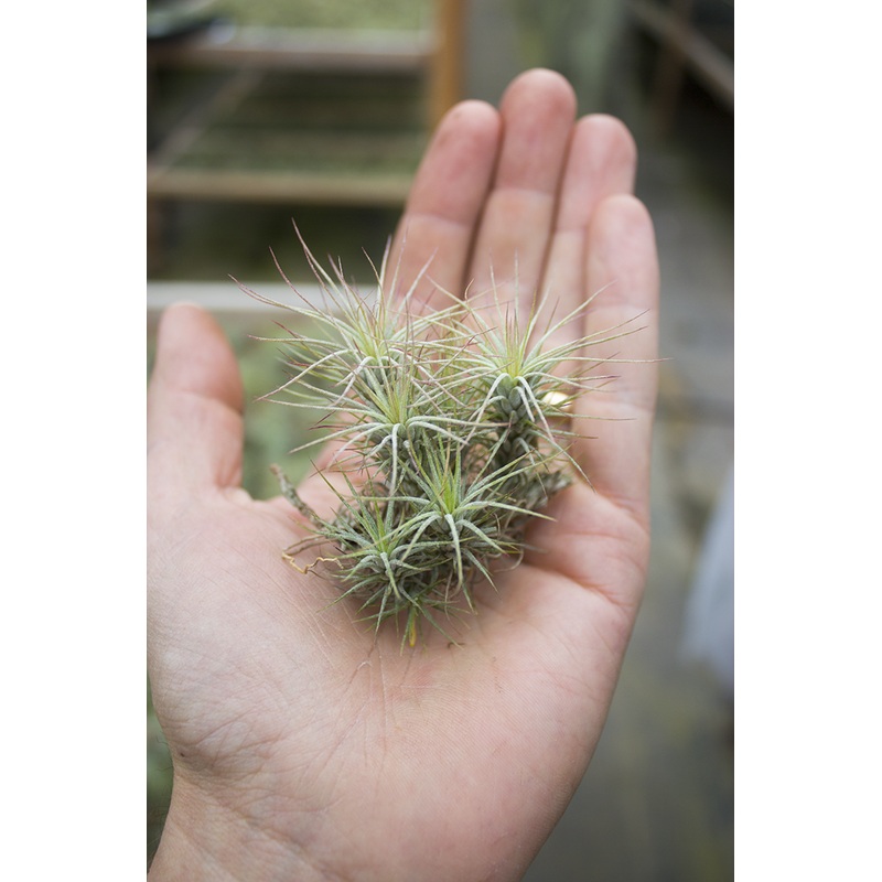 Funckiana Clump sm (2-3)