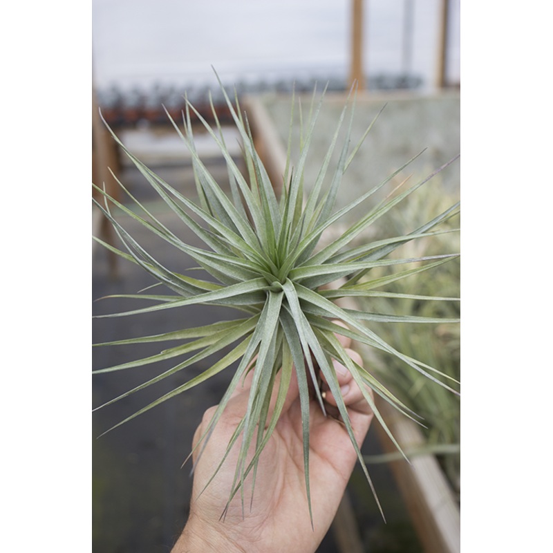 Geminiflora X Recurvifolia|(5-6″)|(7-8″)