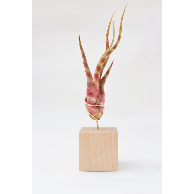 Holiday Air Plant Stand 2|Holiday Air Plant Stand 2″