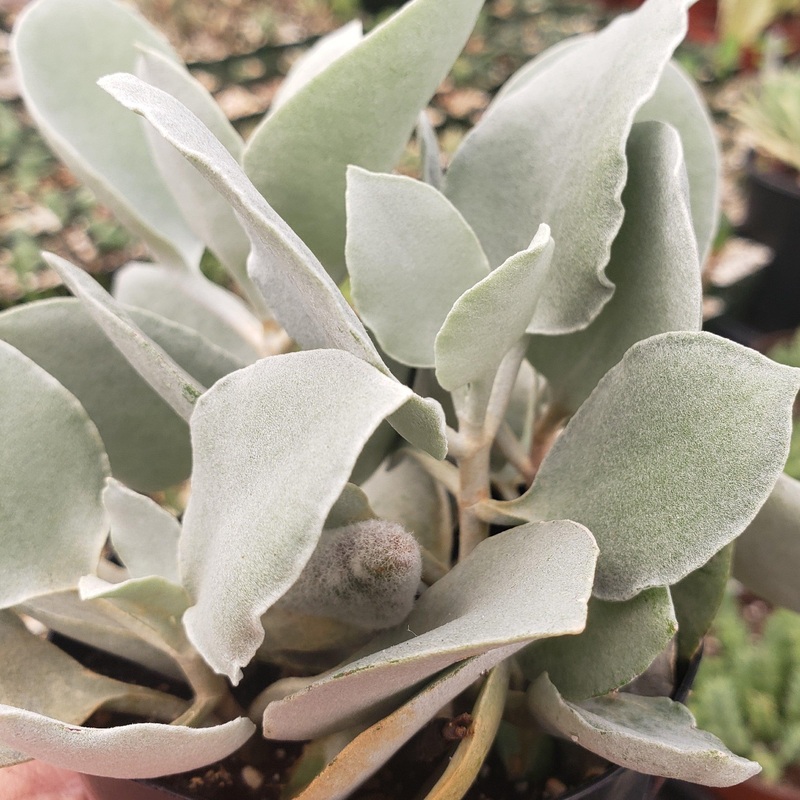 Kalanchoe hildebrandtii|4″ Pot