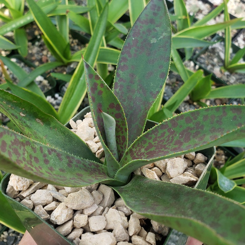 Mangave Aztec King|4″ Pot
