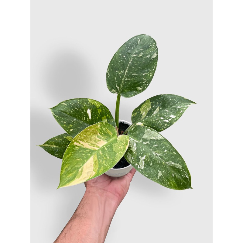 Philodendron ‘Congo Nuclear’ Hybrid