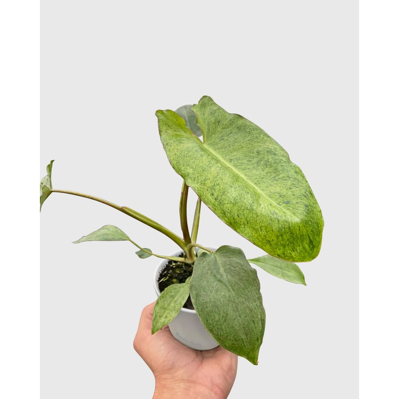 Philodendron Paraiso Verde Marina Ruy Barbosa