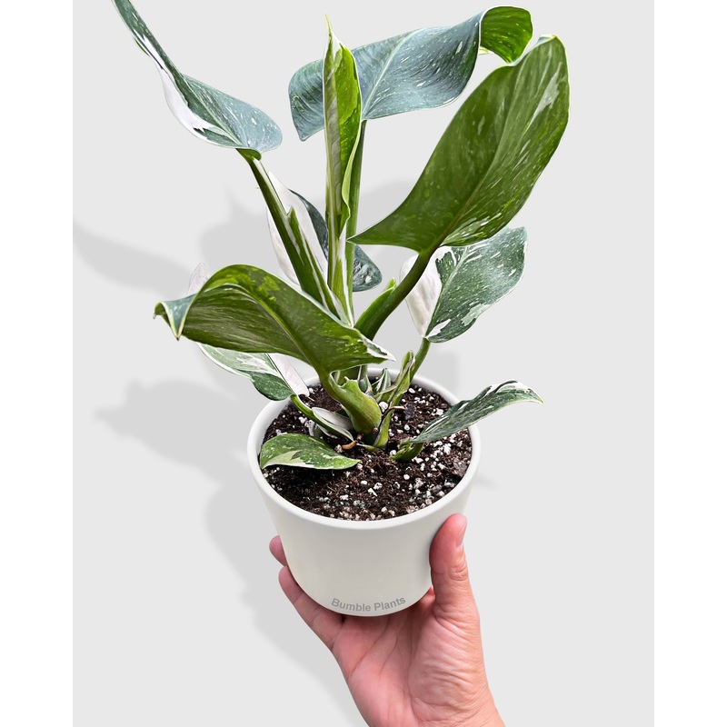 Philodendron ‘White Wizard’|6″ Pot