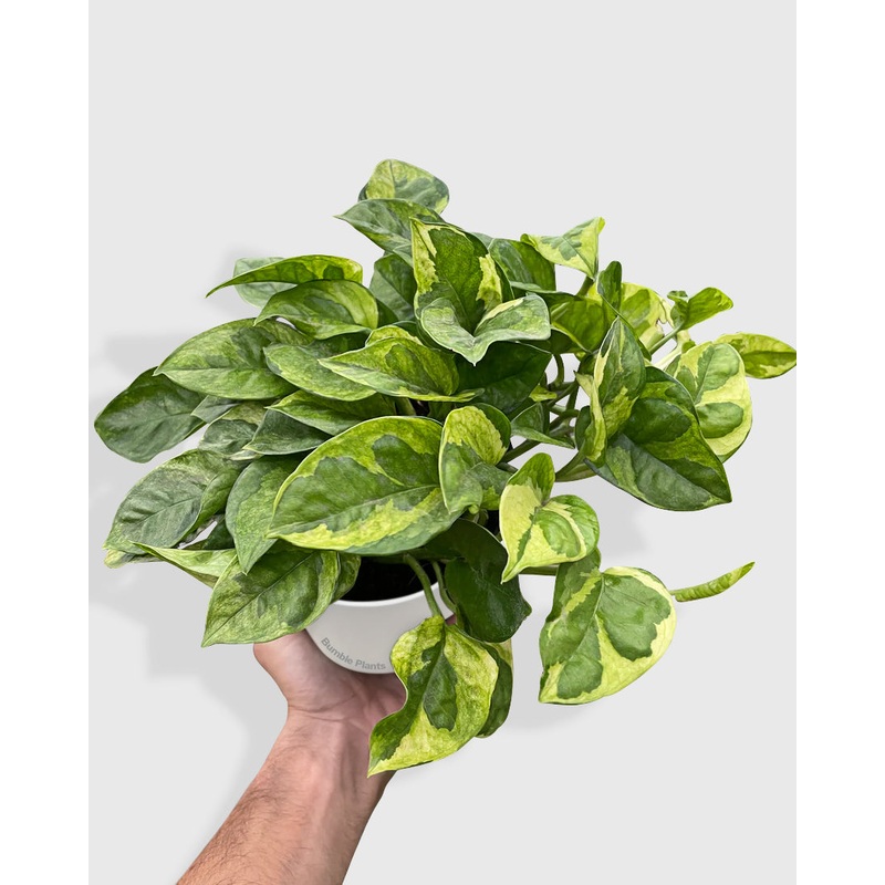 Pothos Aureum ‘Lemon Meringue’