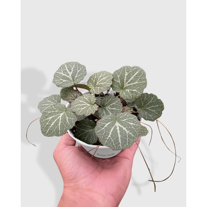 Saxifraga Stolonifera Begonia ‘Strawberry’