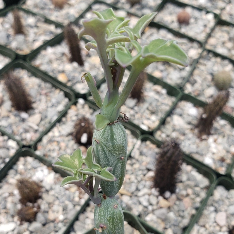 Senecio Articulatus|4″ Pot|6″ Pot