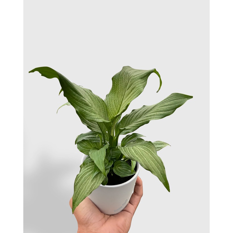 Spathiphyllum Peace Lily ‘Platinum Mist’