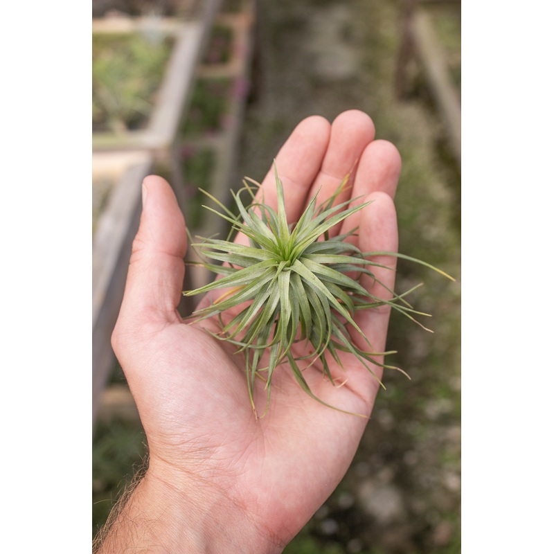 Stricta Curly Hybrid