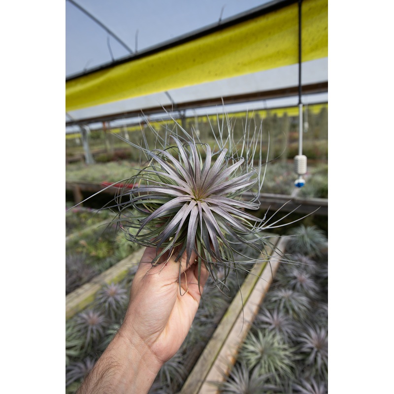 Stricta v. Half Dome