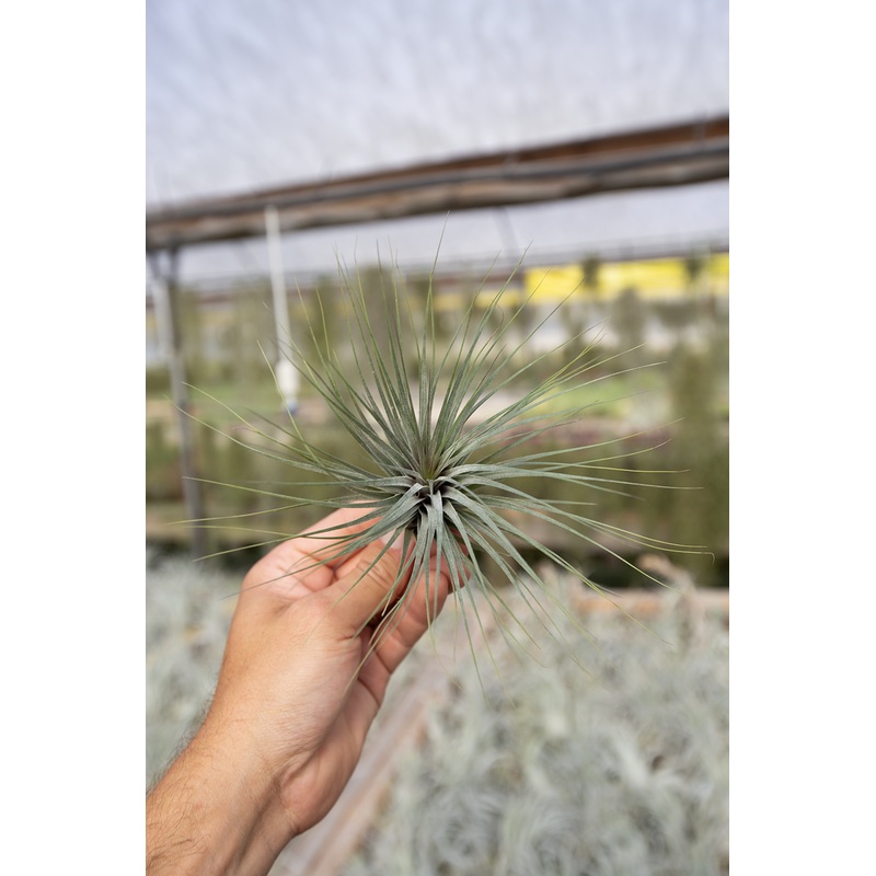Stricta x Seideliana