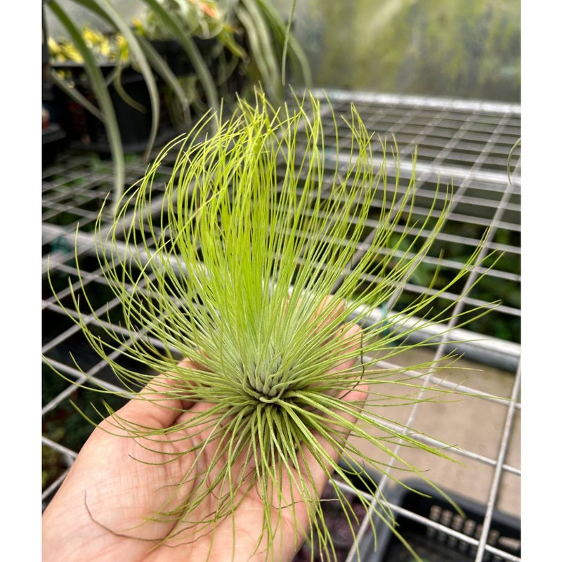 T. andreana (Large)