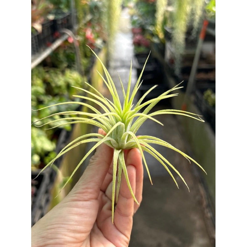 T. ionantha Druid