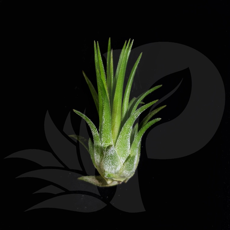T. ionantha Fuego