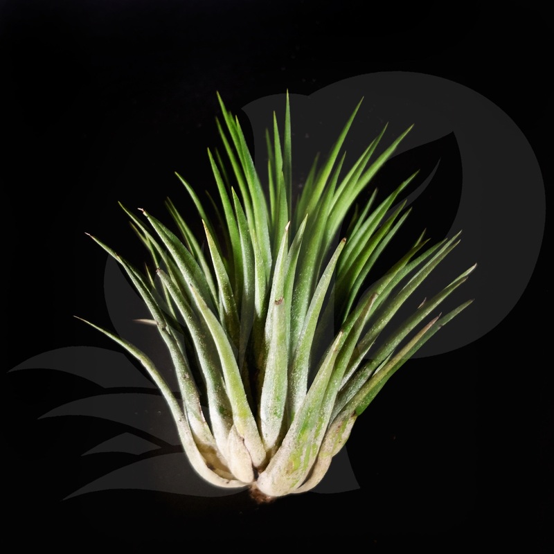 T. ionantha Guatemala (Large)