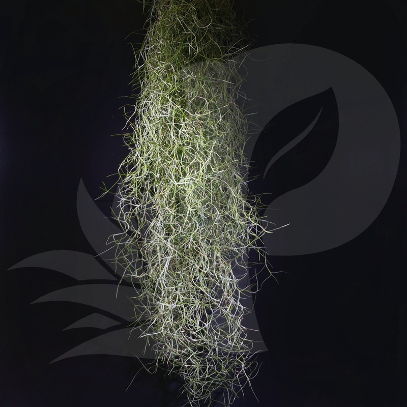 T. usneoides Spanish Moss (Fine leaves)