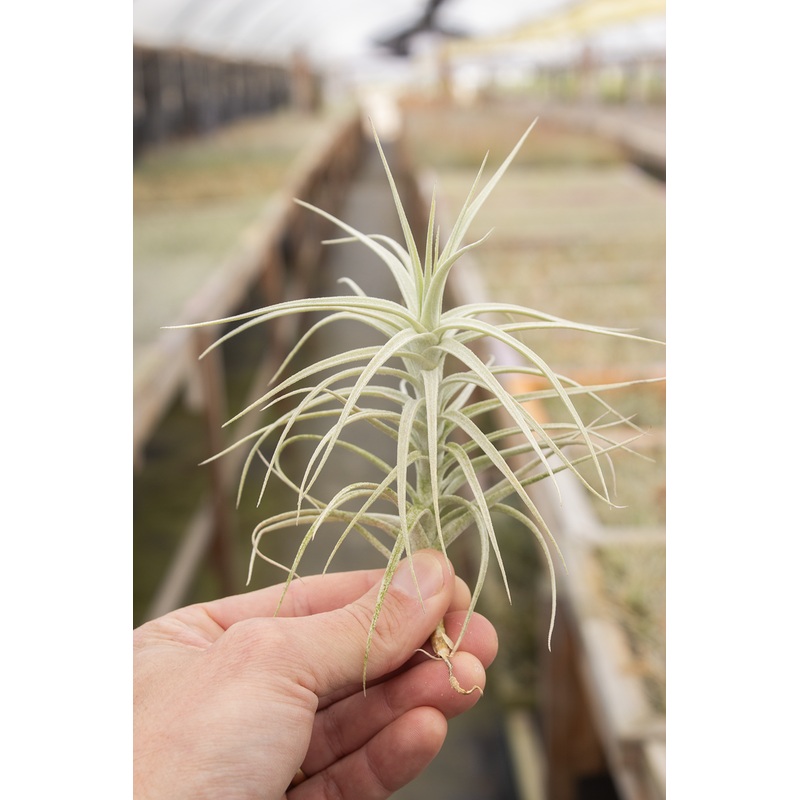 Tectorum X Paleacea (Sweet Isabel)