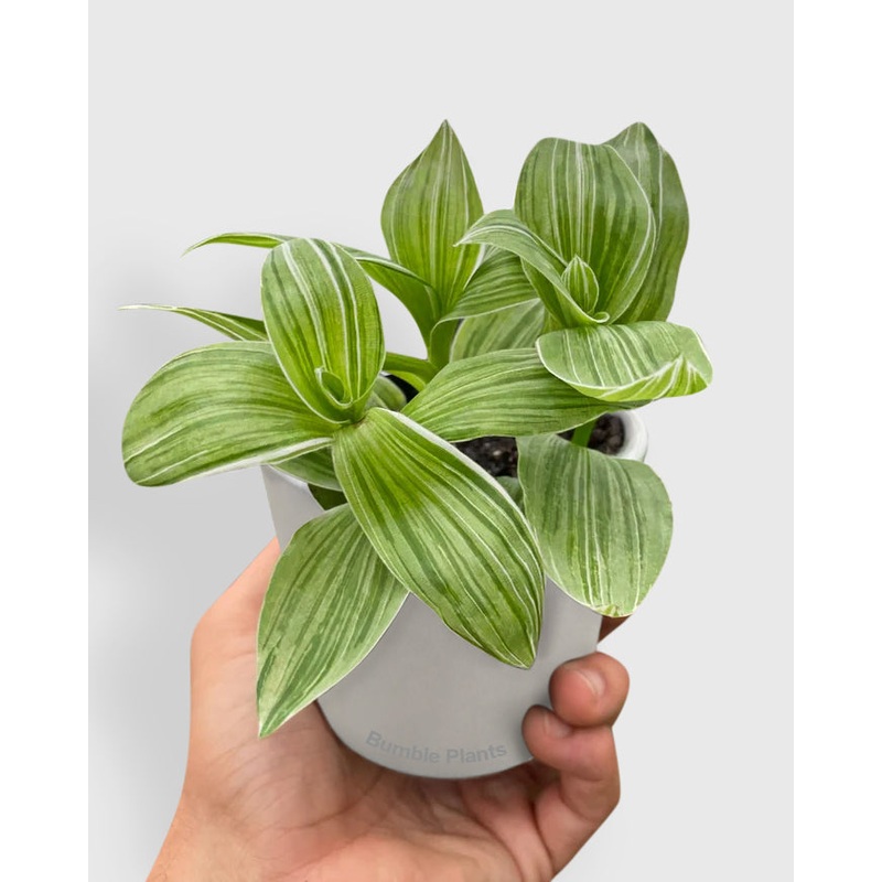 Tradescantia ‘Sanna’ White Inch Wandering Dude